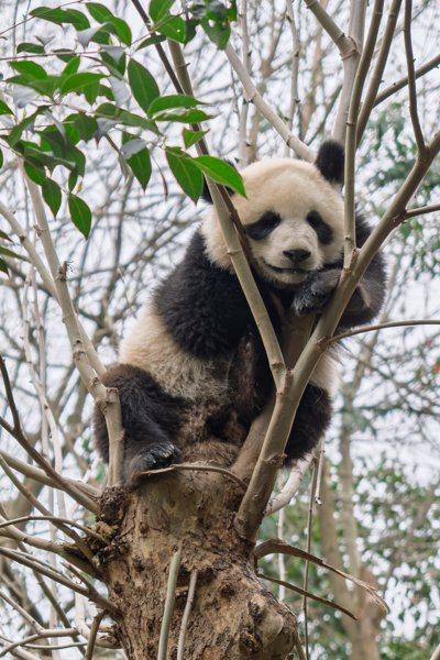 Spring tour 2026 - Chengdu